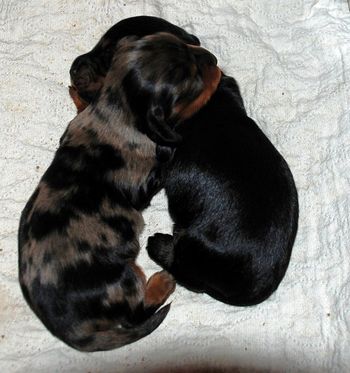 Looks the a puppy "heart" huh!
