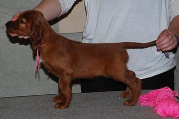 Pink girl at 7 wks old.
