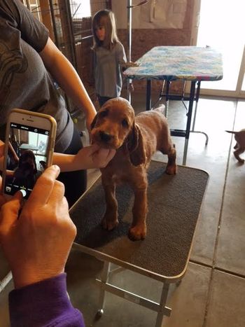 Red boy at 8 weeks.
