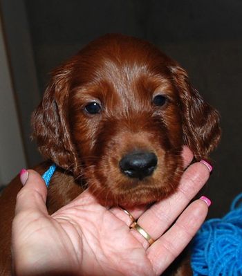 Teal boy at 5 wks old.
