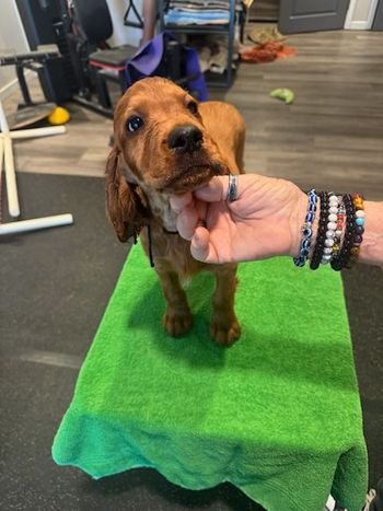 Maroon boy at 8 weeks old.
