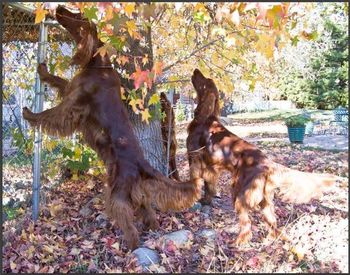 Crosby (left) and Arlo hunting squirrels. Dec. 08.
