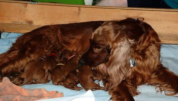 Indy with her brand new babies!
