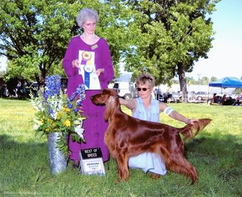 "GILDA" Ch. Avon Farms Superstition (Ch. Avon Farm Boston Flyer x Ch. Tealwood's After Eight)
