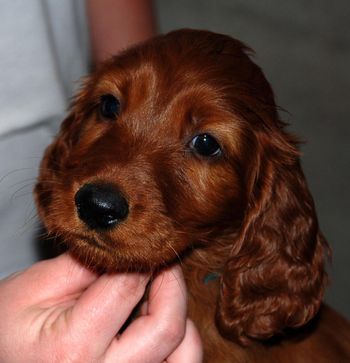 Teal boy at 7 wks old.
