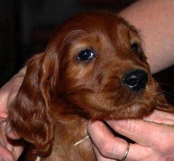 8 wks White girl
