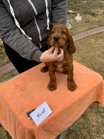 Blue boy at 6 weeks old.
