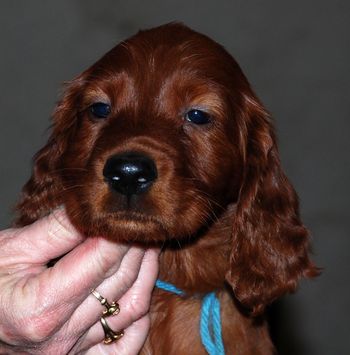 Blue boy - 6 wks
