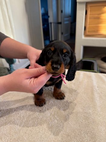 Pink girl at 6 weeks old.
