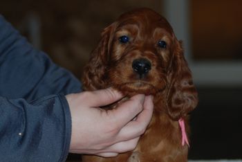 Pink girl at 6 weeks.
