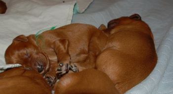 Just look at their fat bellies!
