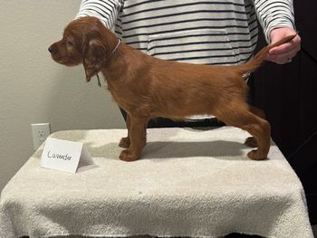 Lavender girl at 6 weeks old.
