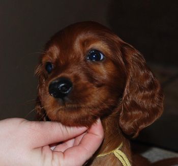 Yellow girl at 7 wks old.
