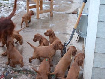 Journey came out of the doggy door and they were so dumbfounded and wondered how their mother could disappear and reappear again.
