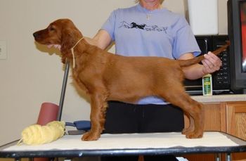 "Rio" Yellow Girl - 11 wks.
