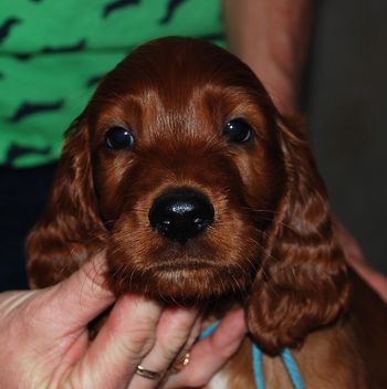 Blue boy at 7 wks old.
