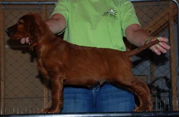 8 wks Red boy
