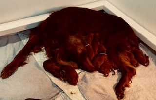 1 day old
