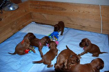 They are starting to play with toys - notice the puppy playing tug!
