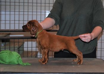Lime green boy at 5.5 weeks old.
