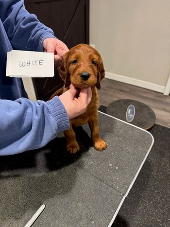 White girl at 6 weeks old.
