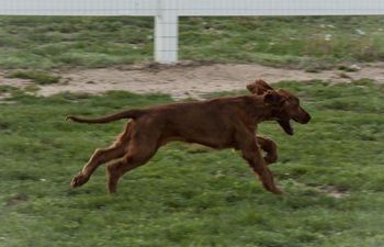 True irish setter - loves to run! May 2011
