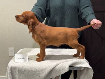 Lavender girl at 8 week old.
