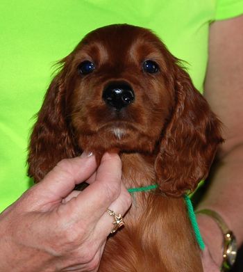 7 wks Light Green Boy
