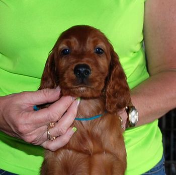 7 wks Teal Boy
