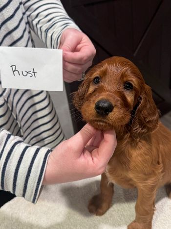 Rust boy at 6 weeks old.
