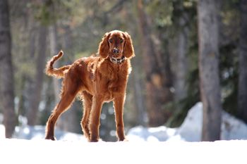 "Shilo" (orange girl).  Owned by Cindy & Keith Birchler of Breckenridge, Colorado.
