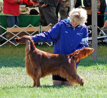 "Rio"
GCH. Galewinns Tramore Unassuming Grace

