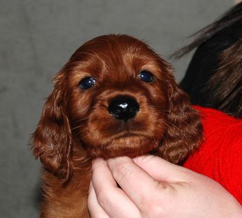Red boy 6 weeks old.
