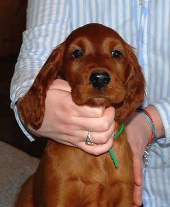 8 wks Light Green boy
