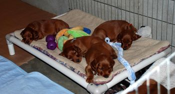 After playtime they crashed!
