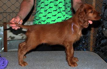 8 wks Purple girl
