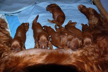 4 days old and they are little nursing machines!!
