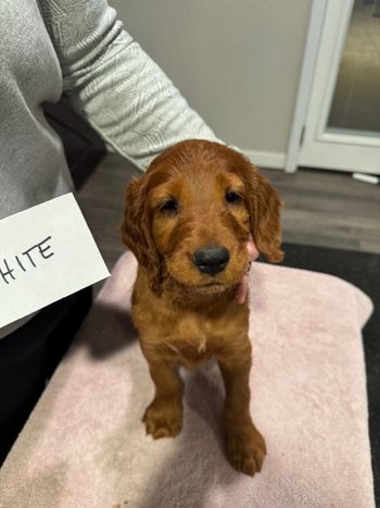 White girl at 7 weeks old.

