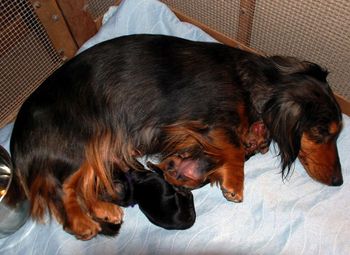 Jersey with her dapple baby girl and Sasha's purple boy.  Jersey is taking great care of BOTH of them!!
