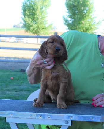 Lime girl at 5 weeks old.
