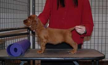 Purple girl at 6.5 weeks old.
