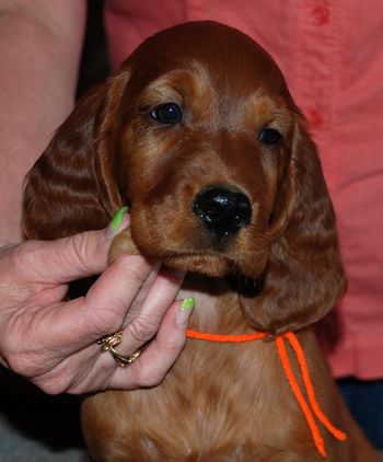 8 wks Orange girl
