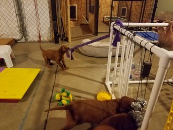 This is my basement - I have it set up with all kinds of things to explore. They have a ball!
