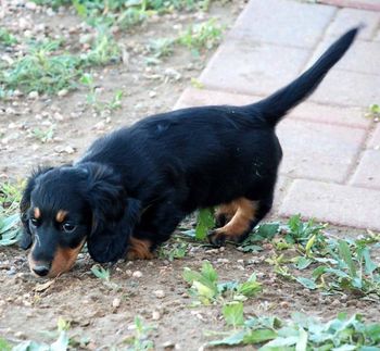 Miss Caper gets out in the 'big yard" today.
