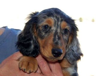 "Zorro" headshot.
