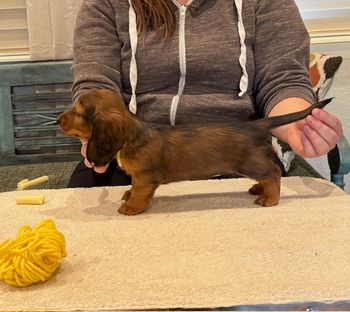 White girl at 6 weeks old.
