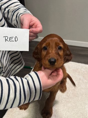 Red boy at 6 weeks old.
