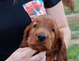 Sonny's head at 5 wks old.
