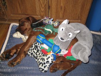 "Joss" Light Green Boy Owner: Autumn Brock Boise, ID He has a really tough life - deciding which toy to sleep with is so hard!

