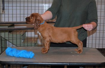 Blue boy at 5.5 weeks old.
